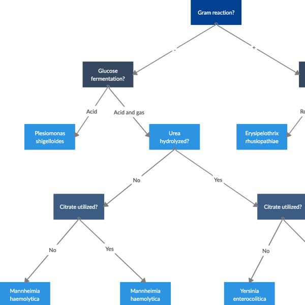 Bakterie Diachotomous Key Template