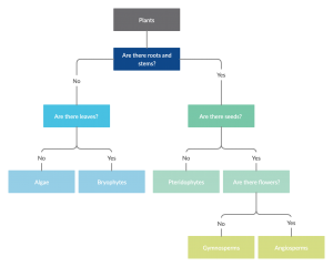 What Is A Dichotomous Key | Step-by-Step Guide With Editable Templates