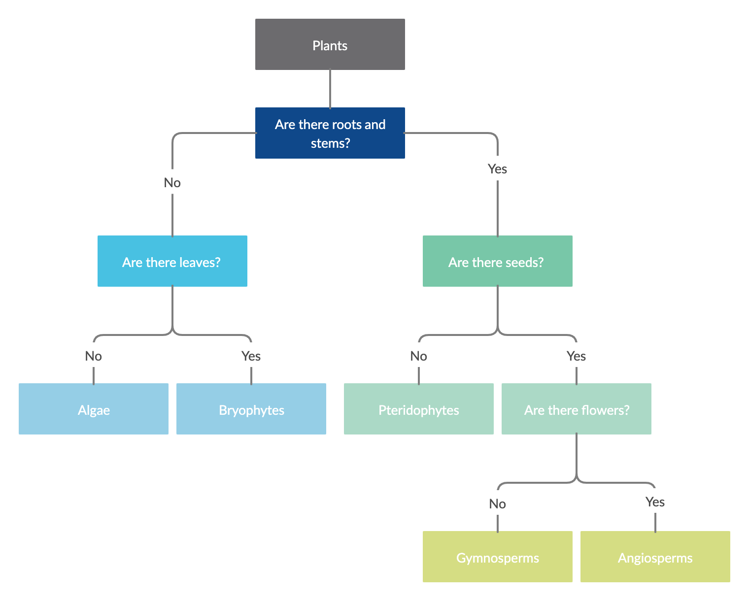  Solved Make A Dichotomous Key Of These Characteristics Make A 