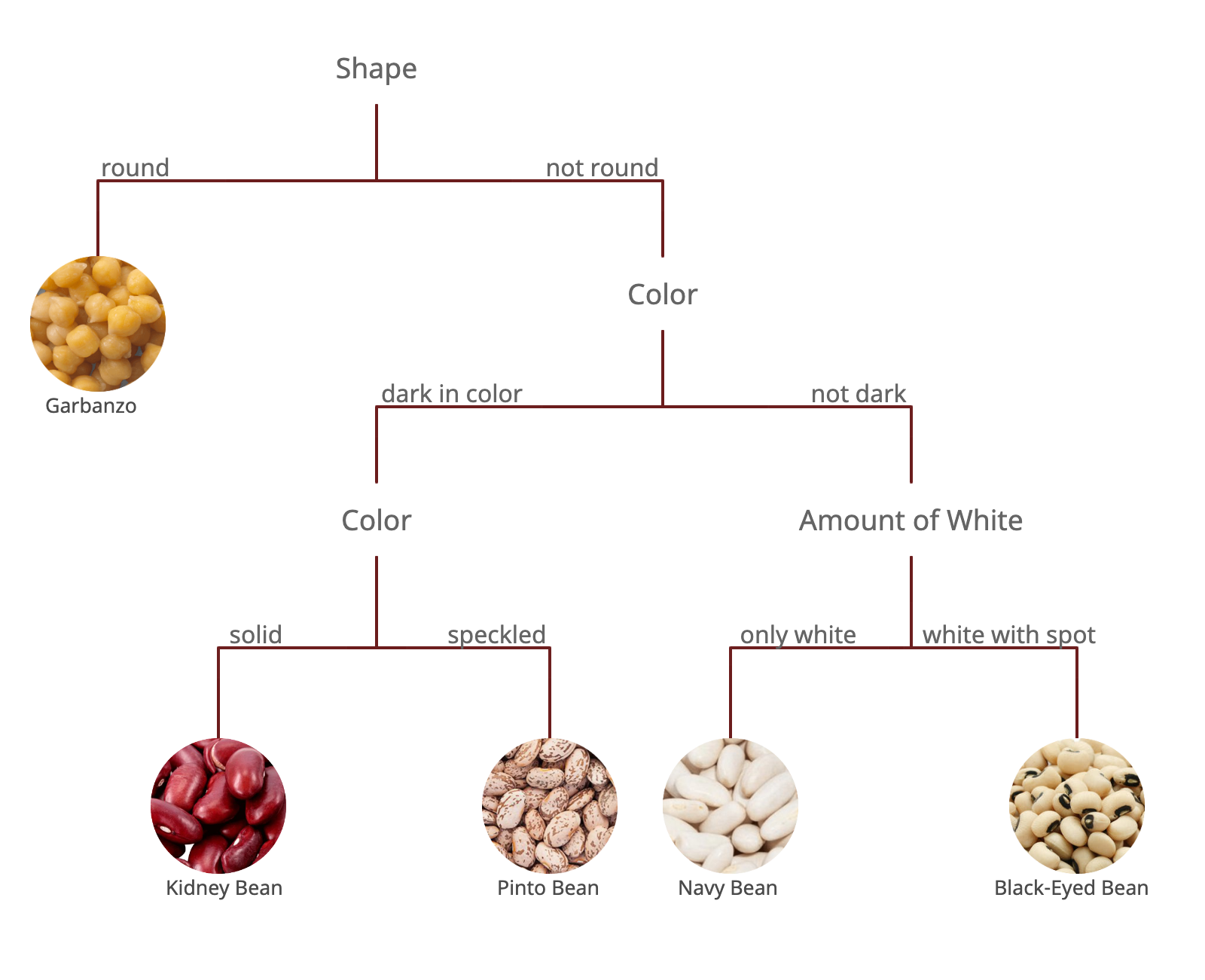Branching Tree Dichotomous Key
