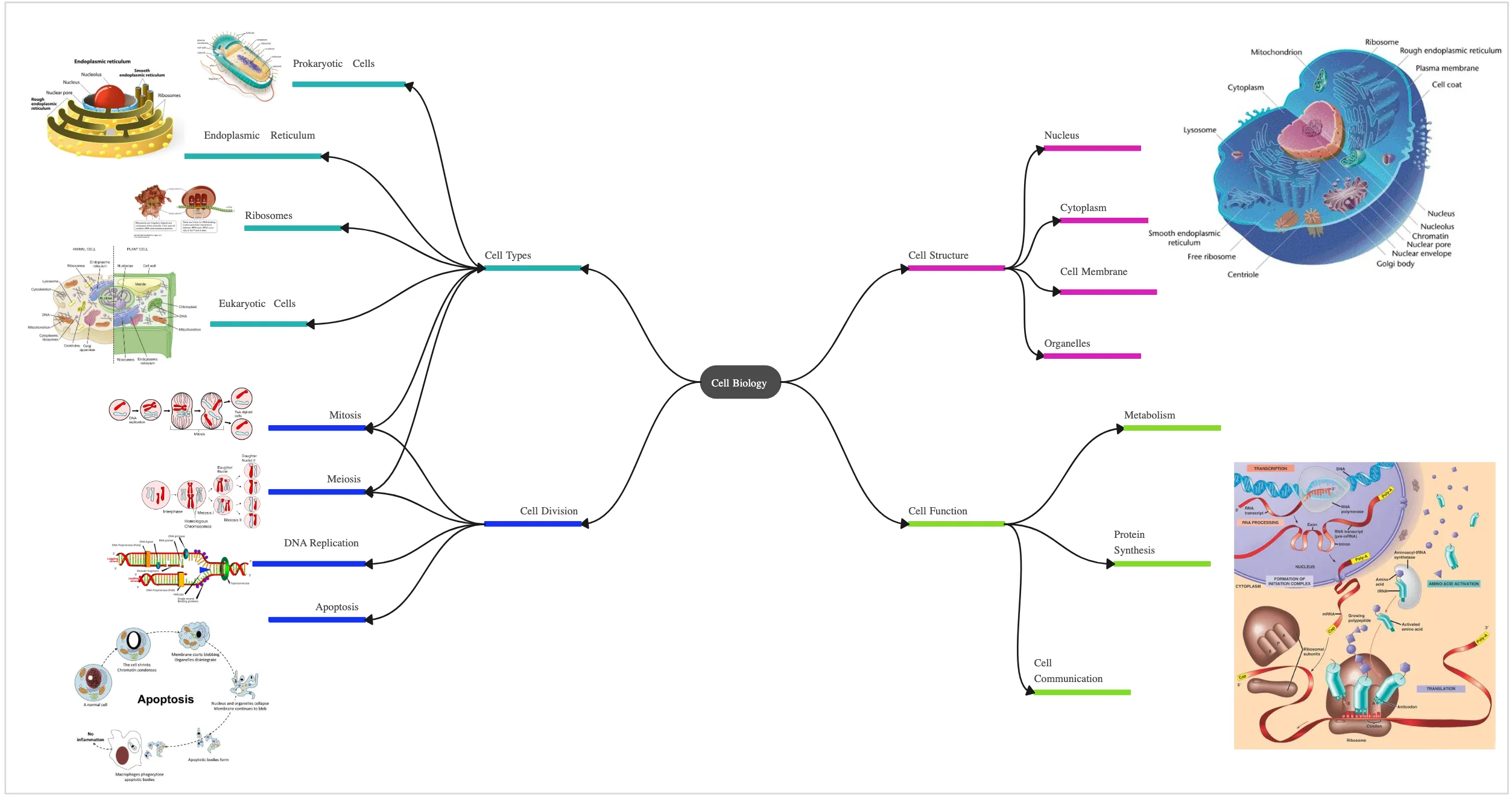 Mind Map for Studying Cell Biology Example